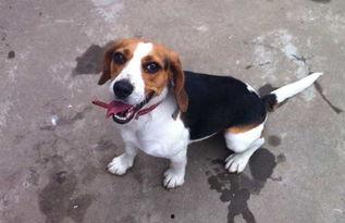 比格犬吃哈密瓜可以吗视频,美味与健康的完美邂逅