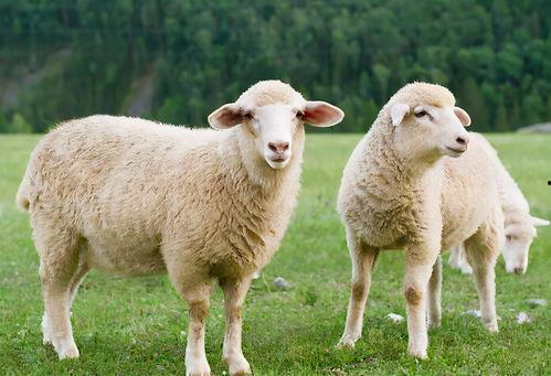 三只羊七老板吃瓜视频,揭秘网络红人背后的故事