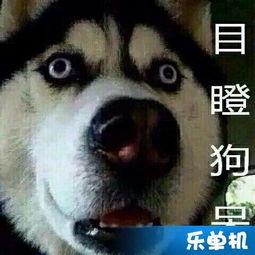 乌龟吃瓜视频完整版,一场萌趣横生的夏日美食盛宴