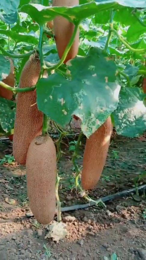 吃刺瓜搞笑视频大全